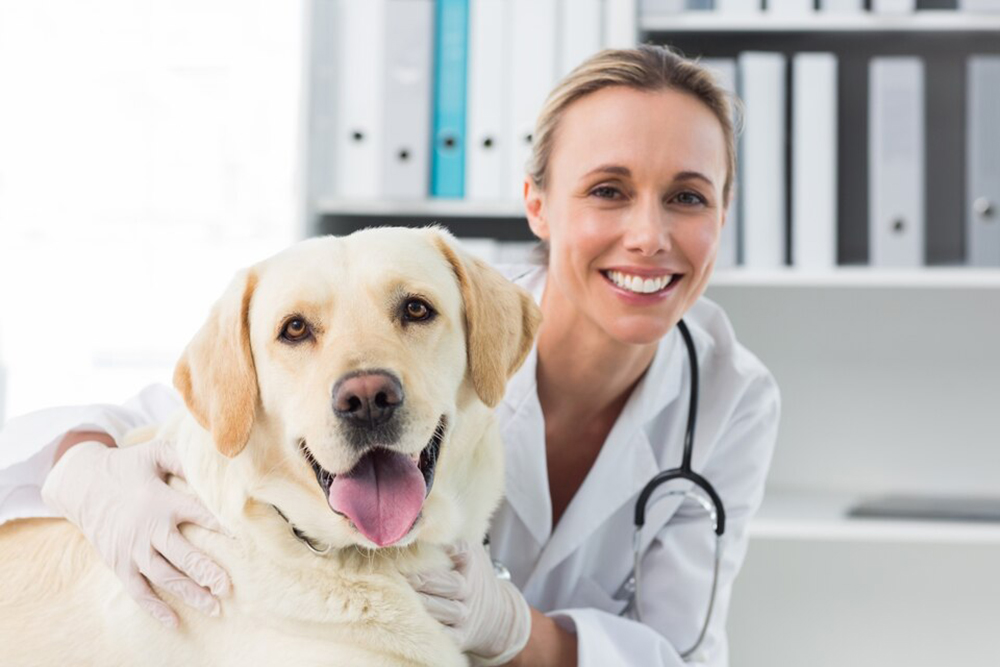 female veterinarian with dog large labrador
